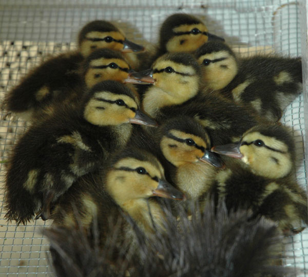 ducklings_pile