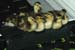 ducklings_inarow2