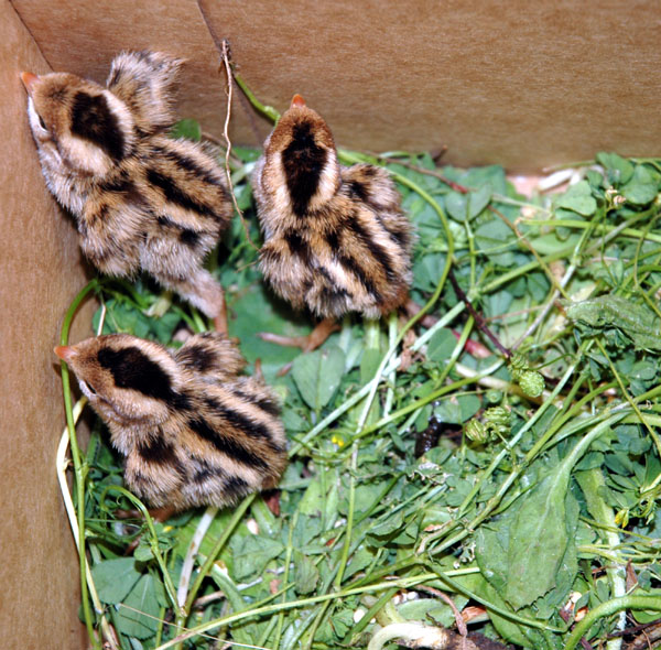 babyquail