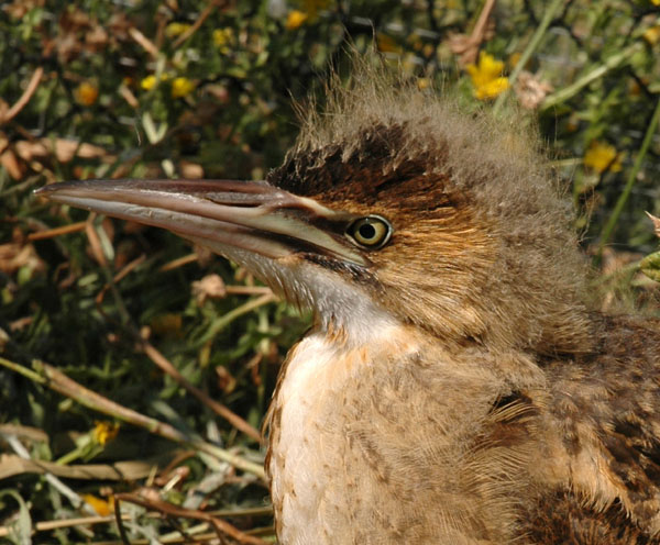 bittern_blending_close