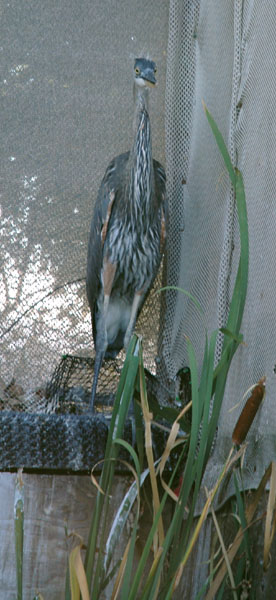 gbhe_fledge