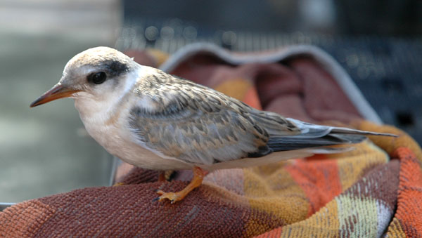 least_tern_close