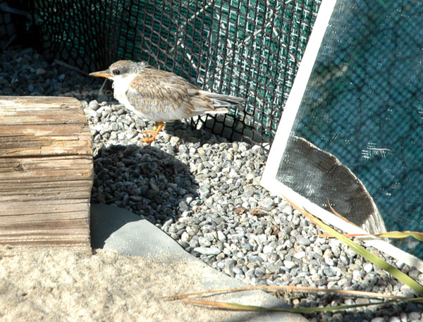 least_tern_outside