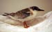 least_tern_1