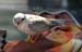 least_tern_close2