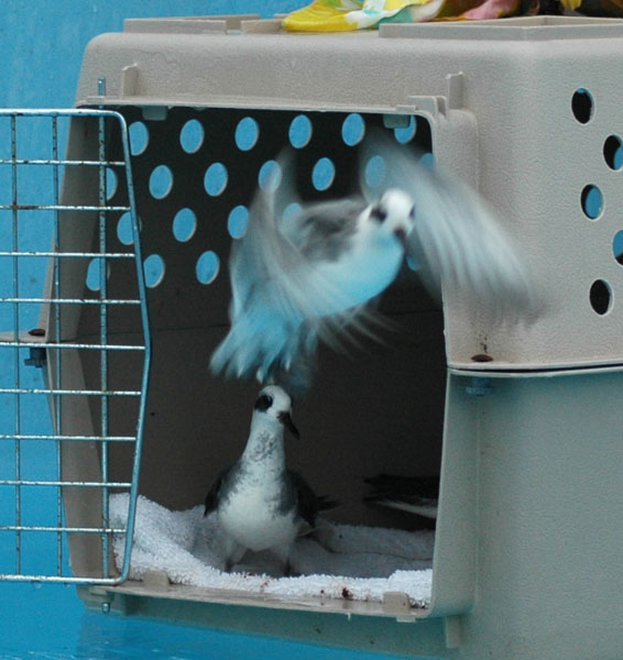 REPH_flyingoutofkennel_close