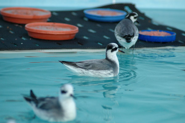 REPHs_eating01