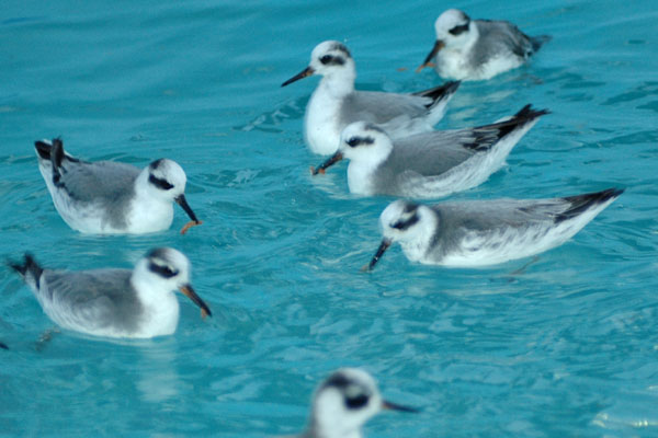 REPHs_feedingfrenzy01
