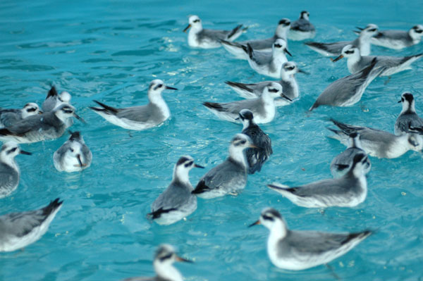 REPHs_feedingfrenzy02