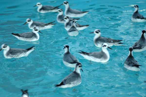 REPHs_inpool02