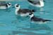 REPHs_inpool01