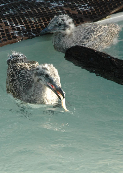 baby_gull_withfish