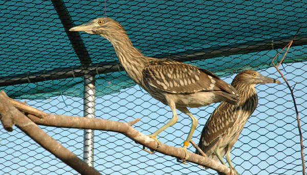 bcnhs_aviary