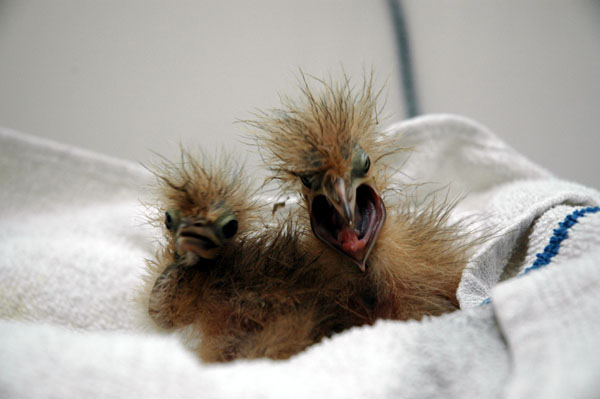 bittern_babes_yawning