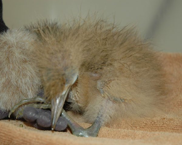 bittern_baby_wcago_sleeping