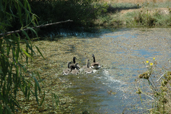 cagos_swimming