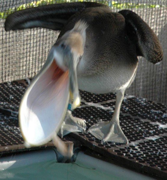 peli_b388_catchingfish_close