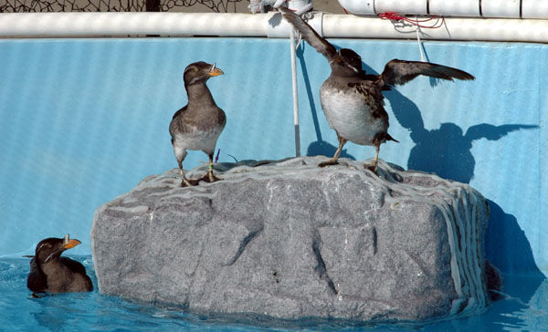 rhino_auklets_3again