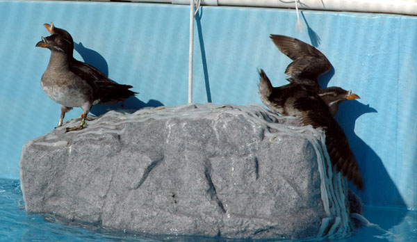 rhino_auklets_3ofthem