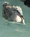 baby_gull_withfish_close