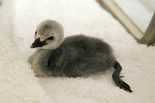 baby_grebe_inc_0118