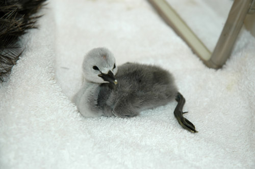 baby_grebe_inc_0119