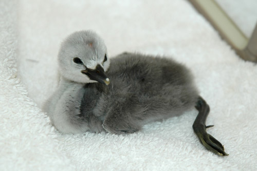 baby_grebe_inc_0119_close