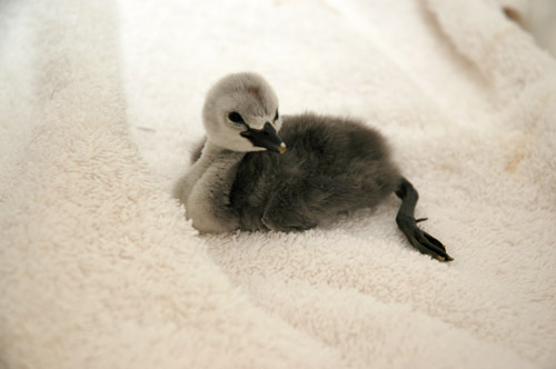 baby_grebe_inc_0121