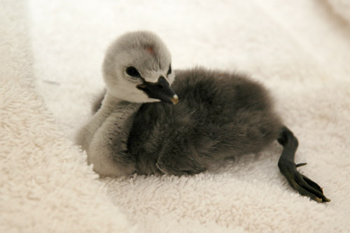 baby_grebe_inc_0121_close