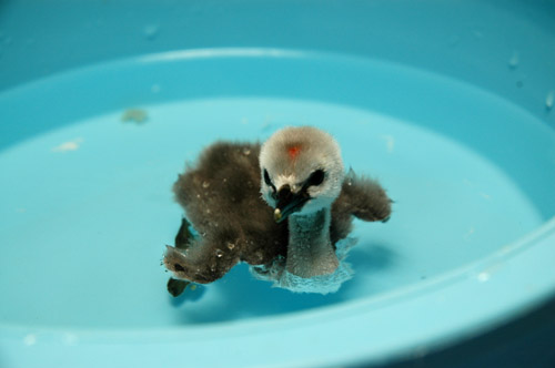 baby_grebe_inpool_001