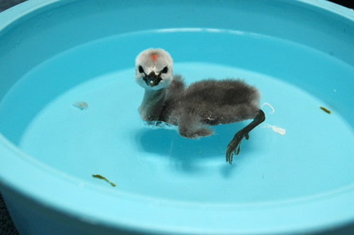 baby_grebe_inpool_0140