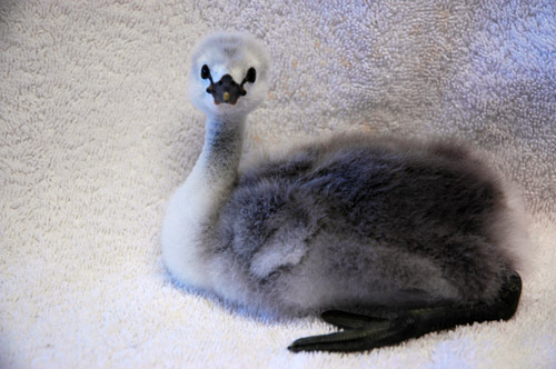 baby_grebe_ontowel_0088