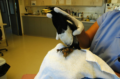 pox_magpie_062