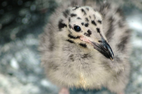 wegu_chick_0091