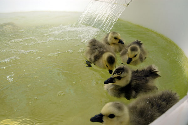 goslings_wwp