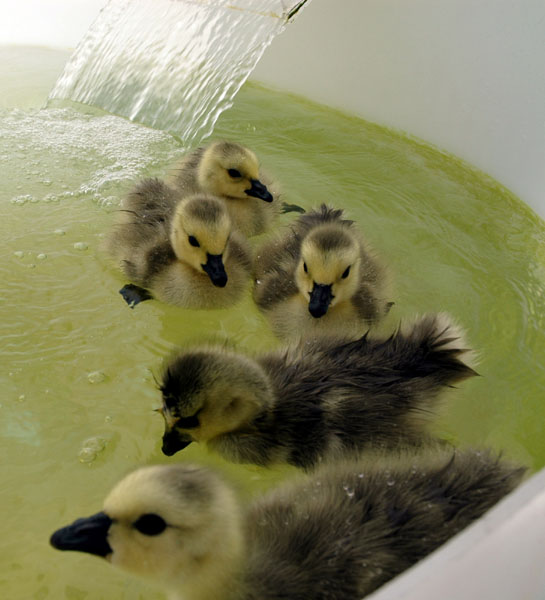 goslings_wwp2_close