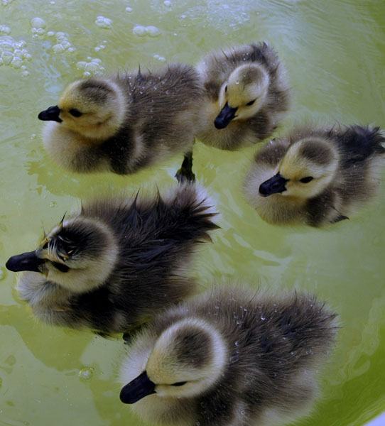 goslings_wwp_close