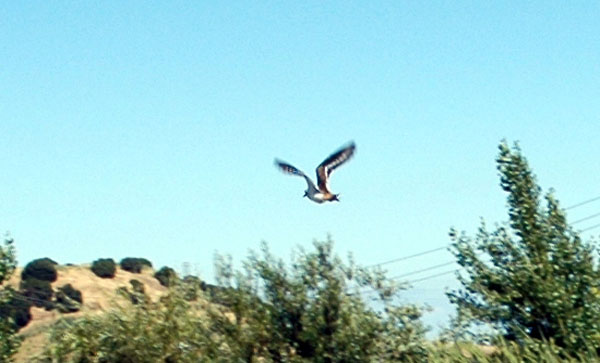 killdeer_release_flying_closest