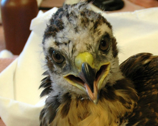redtail_closest