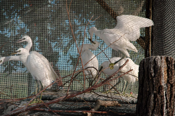 snowy_fight_aviary