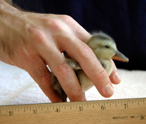 unidentified_duckling2