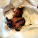 hosp_neonates