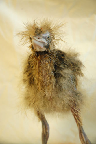 ambi_chick_uneven_3weeks