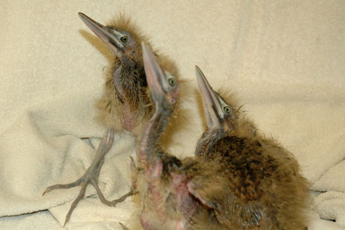 ambi_chicks_2weeks_026