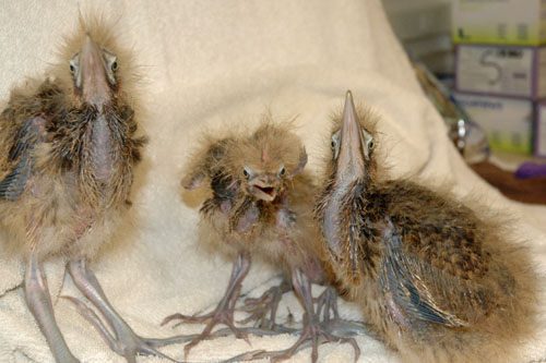 ambi_chicks_2weeks_031