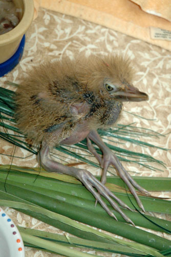 ambi_chicks_2weeks_076