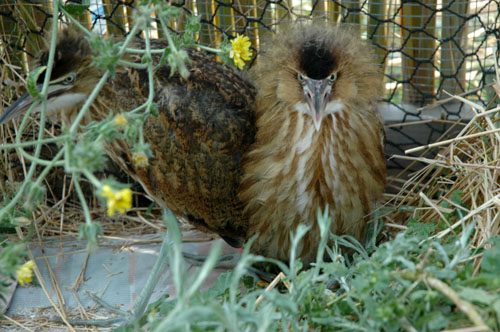 ambi_chicks_4weeks_001