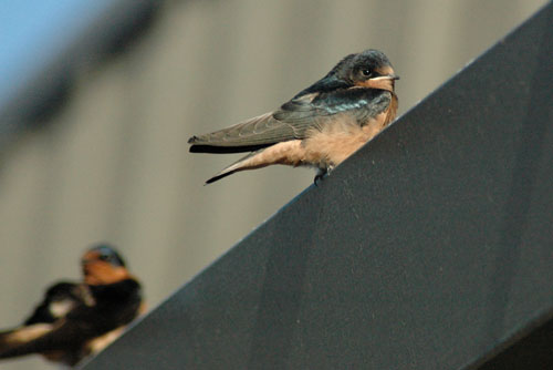 basw_fledglings_001