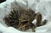 bcnh_chick_012