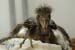 bcnh_chick_046